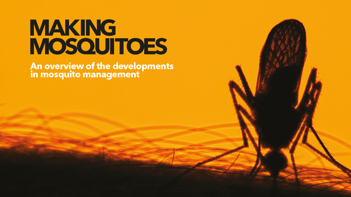 making mosquitoes dr claire donald making mosquitoes dr claire donald
